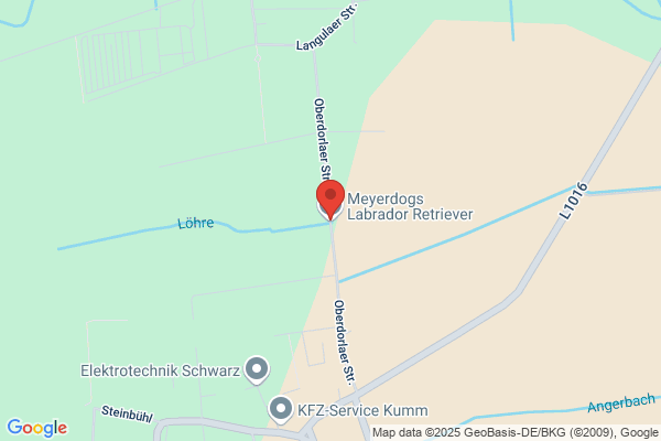 Labradore von den Mönchswiesen