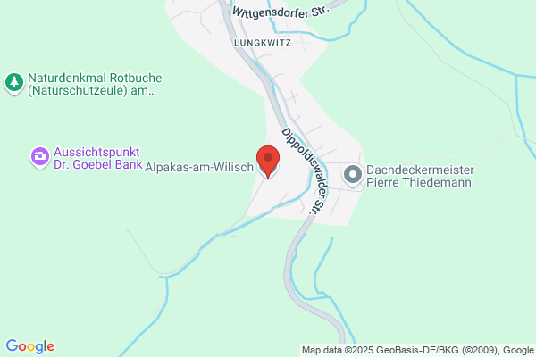 Alpakas-am-Wilisch