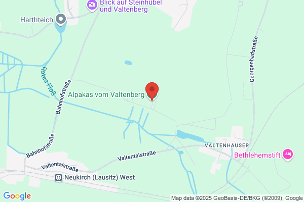 Alpakas vom Valtenberg
