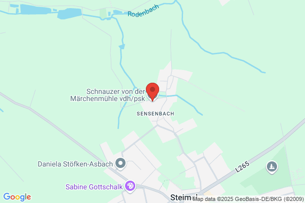 Schnauzer von der Märchenmühle vdh/psk
