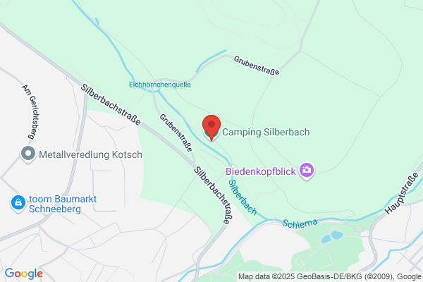Silbermöwe