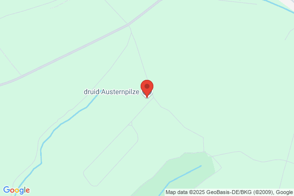 druid, Austernpilze
