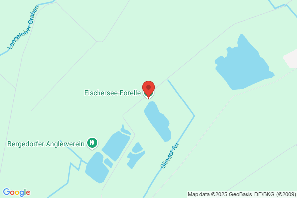 Fischersee-Forelle