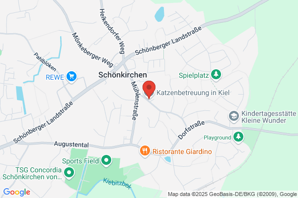 Katzenbetreuung in Kiel