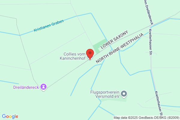 Collies vom Kaninchenhof