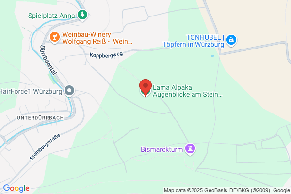 Lama Alpaka Augenblicke am Stein Würzburg