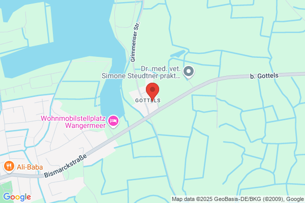 Havaneser-vom-Wangermeer