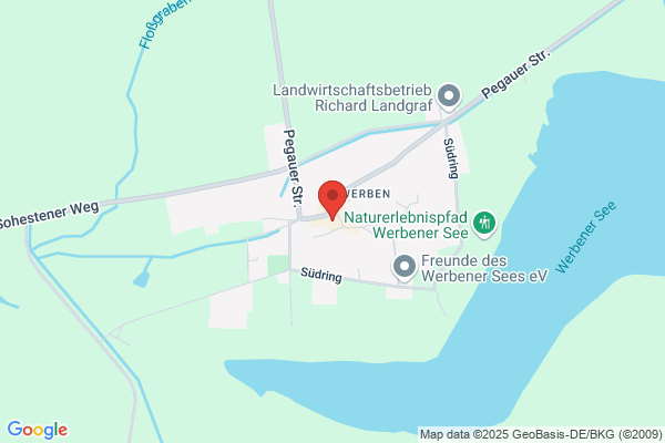 Grüne Eiche