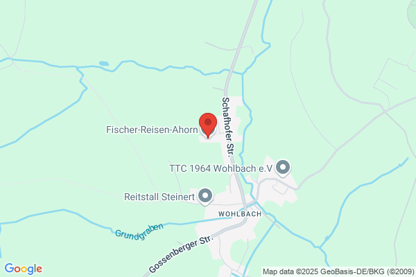Fischer-Reisen-Ahorn
