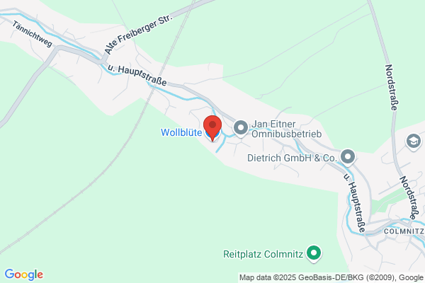 Wollblume