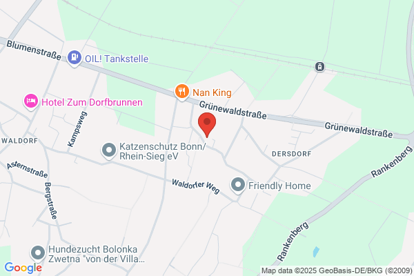 Rübsamen