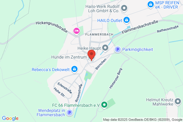Hunde im Zentrum