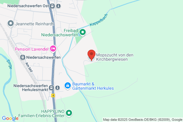 Mopszucht von den Kirchbergwiesen