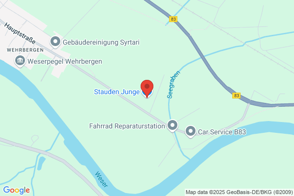 Stauden Junge