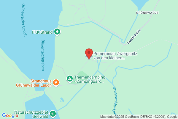 Zwergspitz Pomeranian von den kleinen Waldkobolden